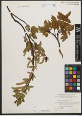 Foto von Salix waldsteiniana Willd.